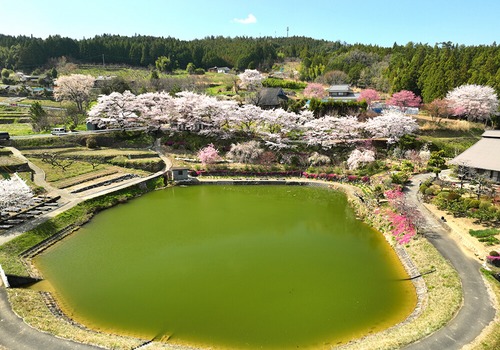 尾首の池の桜