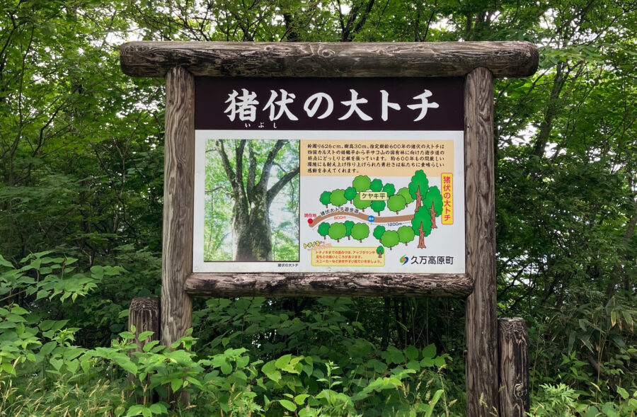 猪伏の大トチ